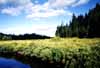 The Tim River